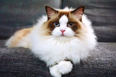 Portrait of a cat on sofa at home