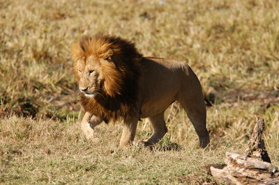 Male lion living in masai mara, kenya