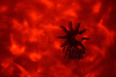 Close-up of red flowering plant at night