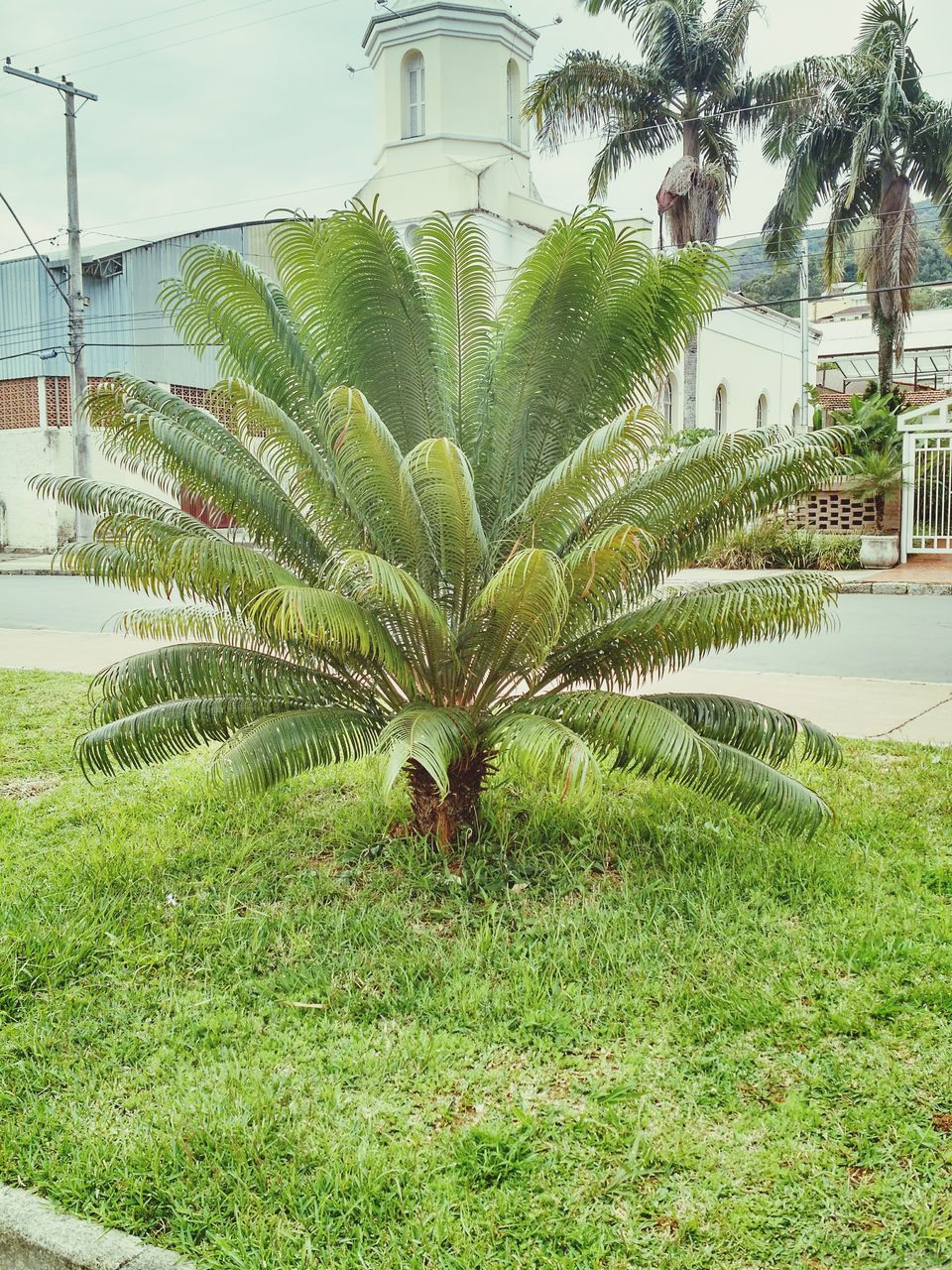 green color, grass, growth, tree, plant, building exterior, built structure, architecture, palm tree, nature, green, water, day, tree trunk, outdoors, grassy, no people, growing, field, tranquility