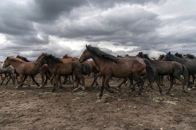 Horses running on field against sky