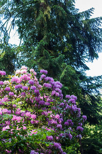 Low angle view of flower tree