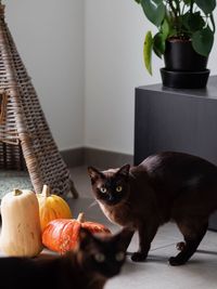 Portrait of cat on table at home