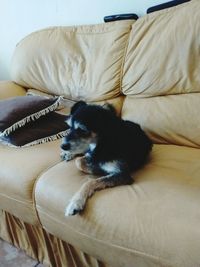 Dog lying on sofa