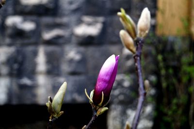 Close-up of flowers against blurred background