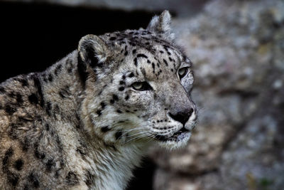 Close-up of a cat looking away