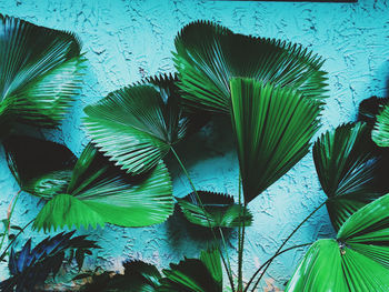 Low angle view of plants