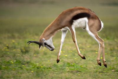 Impala jumping on field