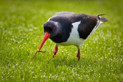 Close-up of duck