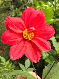 Close-up of pink hibiscus blooming outdoors