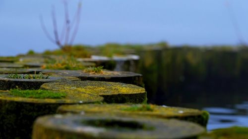 Close-up of water on moss