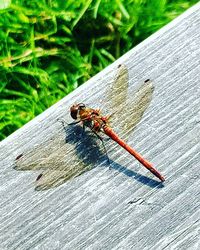 Close-up of dragonfly on wood