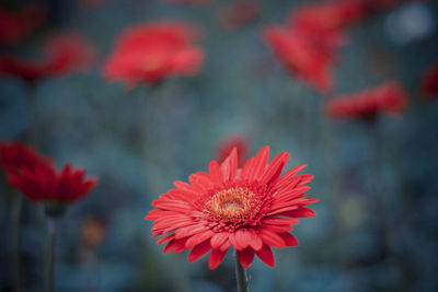 Close-up of red flowering plant