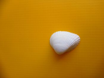 Close-up of seashell on yellow background