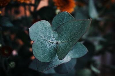 Close-up of leaf