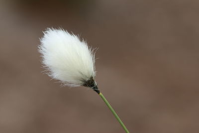 Close-up of white dandelion