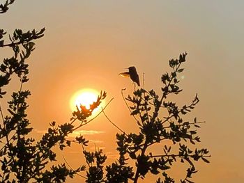 Silhouette bird on branch against sunset sky