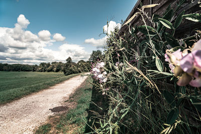 Close-up of flowering plants on field against sky