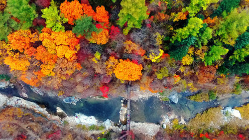 Close-up of multi colored flower tree