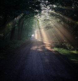 Sunlight streaming through trees in forest