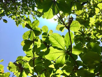 Low angle view of tree leaves against sky