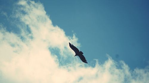 Low angle view of bird flying against sky