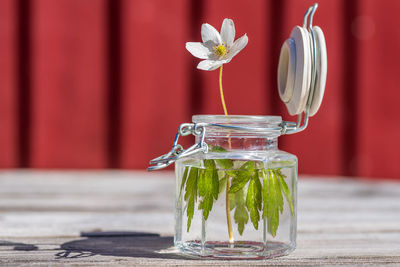 Close-up of red flower in glass on table