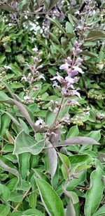 Close-up of insect on plant