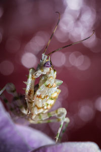 Close-up of insect on flower