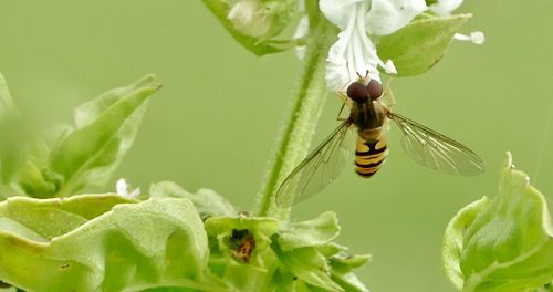 Close-up of insect on flower
