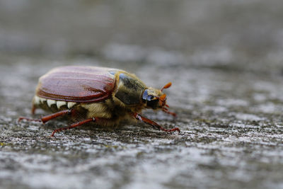 Close-up of bee