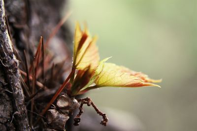 Close-up of plants growing on tree trunk