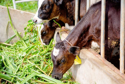 High angle view of cow in stable