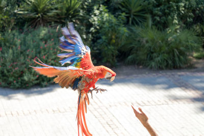 Close-up of bird