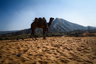 View of horse on desert against sky