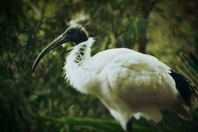 Close up of white bird