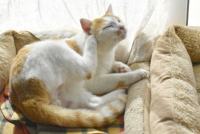 Cat relaxing on bed at home