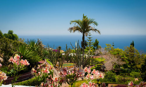 High angle view of trees growing by sea against clear blue sky