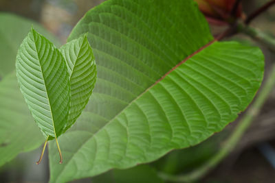 Close-up of green leaves