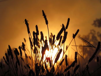 Close-up of silhouette plants against sky during sunset