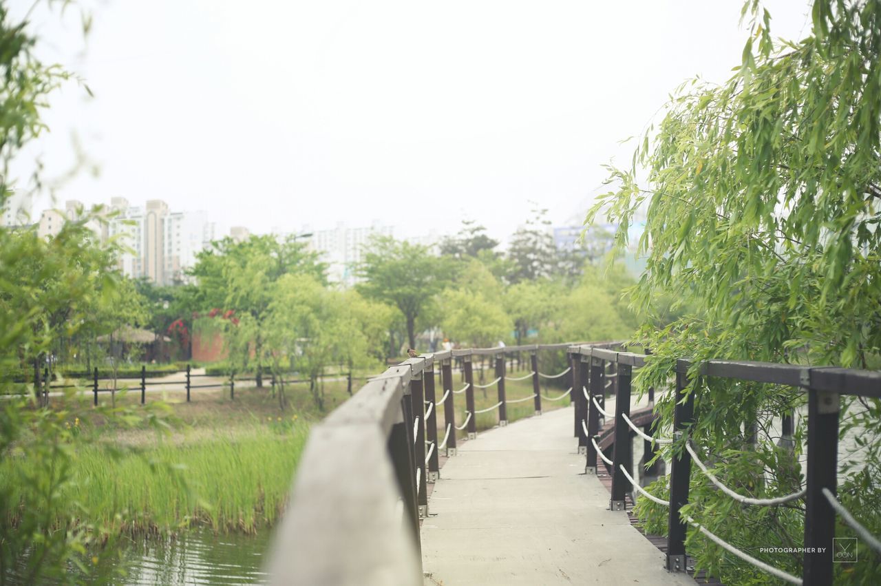 tree, the way forward, railing, clear sky, water, footbridge, built structure, growth, bridge - man made structure, green color, footpath, tranquility, walkway, architecture, nature, connection, diminishing perspective, river, day, park - man made space