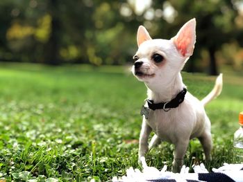 Portrait of a dog on field