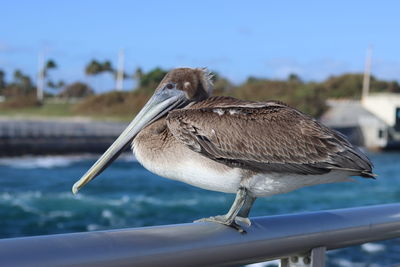 Close-up of bird perching on railing