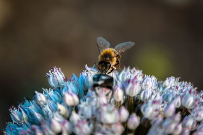 Close-up of bee on flower