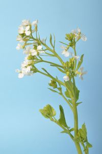 Low angle view of flowering plant against clear blue sky