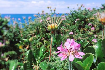 Close-up of flowers blooming against sky