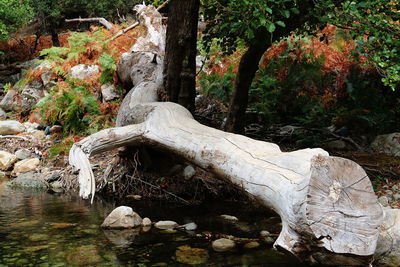 Trees by water