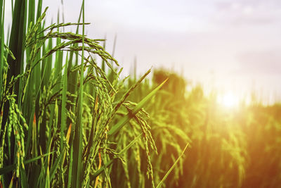 Close-up of wheat field against sky during sunset