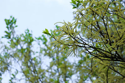 Low angle view of tree branch against sky