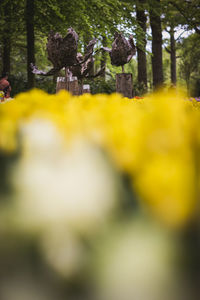 Surface level of yellow flowering trees in forest